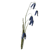 Bluebell