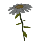 Daisy