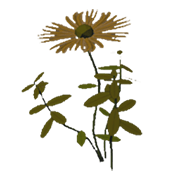 Marigold
