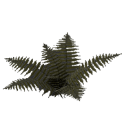 Fern
